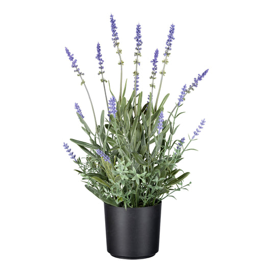 Barbara - Lavender in a pot
