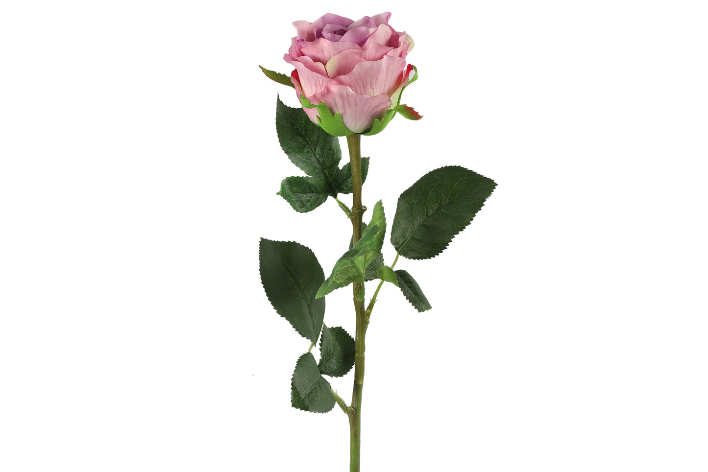 Barbara - Rose lilla